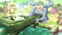 Zigzagoon