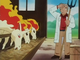 Ponyta