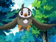 EP482 Starly de Ash.png