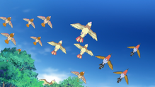 Pidgeotto