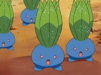 Oddish usando somnífero.