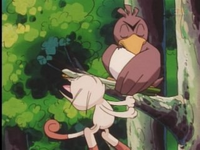 Farfetch’d usando falsotortazo.