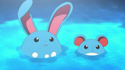 EE12 Marill y Azumarill.png