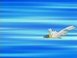 Wingull - WikiDex, la enciclopedia Pokémon