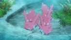 Corsola