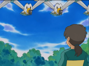 Wingull usando doble equipo.