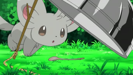 Minccino atraído por una cuchara de plata.