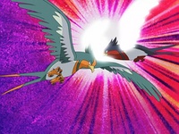 Swellow vs. Swellow