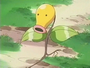 EP172 Bellsprout del anciano (2).png