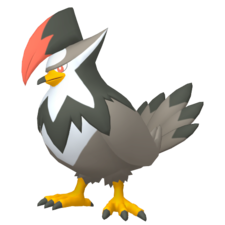 Staraptor macho