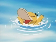 EP061 Psyduck.png