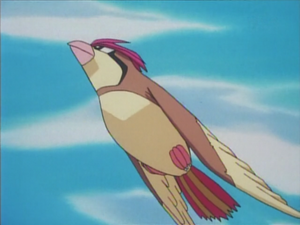 Pidgeotto de Ash usando ataque rápido.