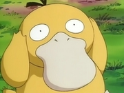 EP049 Psyduck (2).png