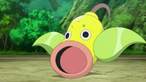 Weepinbell