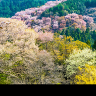Fondo de Nara