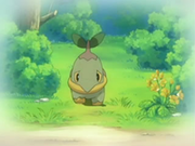 EP474 Turtwig solo.png
