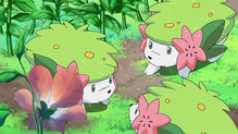 Shaymin