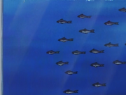 EP016 Peces.png