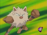 Primeape