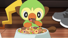 Grookey comiendo.