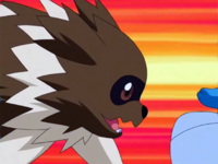 Zigzagoon usando placaje.