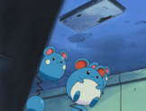 Azurill