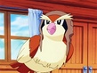 Pidgey