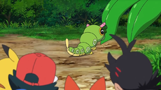 Caterpie antes de ser capturado.