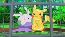 Goomy y Pikachu con su viscosidad.