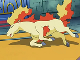 Ponyta