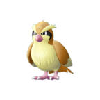 Pidgey