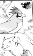 Pidgeotto en ETP09