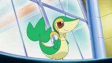 Snivy