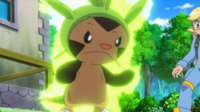 Chespin de Clemont/Chespin de Lem activando espesura.