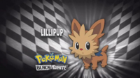 Lillipup en el segmento "¿Quién es ese Pokémon?/¿Cuál es este Pokémon?"