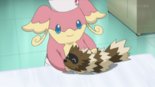 Zigzagoon