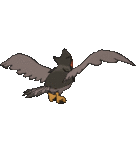 Imagen posterior de Staraptor hembra en Pokémon X, Pokémon Y, Pokémon Rubí Omega, Pokémon Zafiro Alfa, Pokémon Sol, Pokémon Luna, Pokémon Ultrasol y Pokémon Ultraluna
