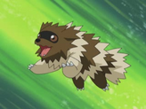 Zigzagoon