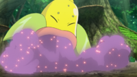 Weepinbell de Ramos/Amaro usando polvo veneno.