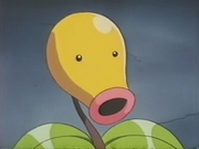 EP172 Bellsprout del anciano.png