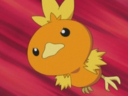 EP334 Torchic.png