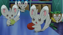 Minccino