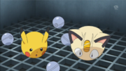 EP882 Pikachu y Meowth transformados en Poké Balls.png