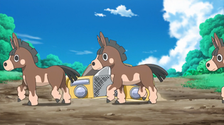 Sima/Alani - WikiDex, la enciclopedia Pokémon