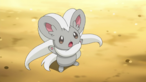 Cinccino