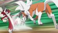 Lycanroc de Ash usando mordida/mordisco.