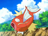 Magikarp