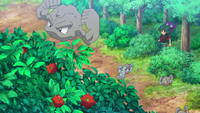 Un Geodude saltando para coger una baya Tamato/Tamate.