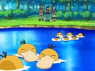Los Psyduck felices de estar en su lago.